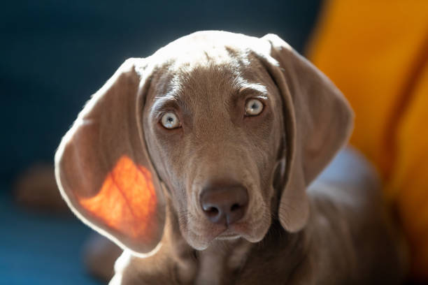 Weimaraner puppy looking at camera, close-up Weimaraner puppy lying on the sofa, looking at camera, close-up weimaraner dog animal domestic animals stock pictures, royalty-free photos & images