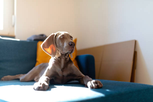 istock Weimaraner puppy lying on the sofa and looking with attention 1266637327