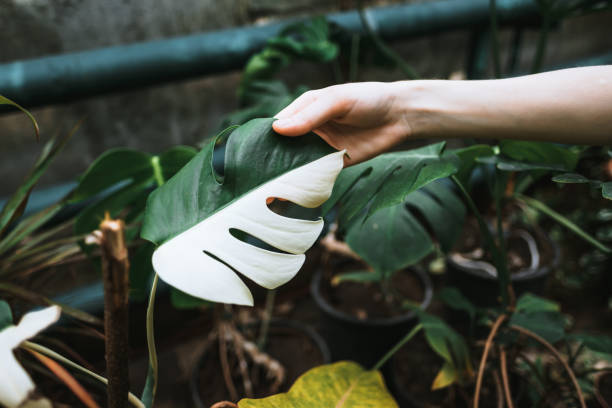 Variegated Monstera deliciosa leaves in woman gardener hand, close-up. Variegated Monstera deliciosa leaves in woman gardener hand, half white, half green. Exotic house plant, close-up. High quality photo variegated foliage stock pictures, royalty-free photos & images