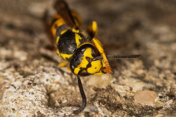 istock Close-up of wasp. Dangerous wasp in nature 1266638312