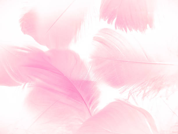 istock Beautiful abstract gray and pink feathers on white background,  white feather frame texture on pink pattern and pink background, feather, pink banners 1266638418