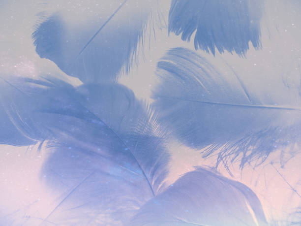 istock Beautiful abstract colorful white and blue feathers on white background and soft white feather texture on blue pattern and blue background, feather background, blue banners 1266638425