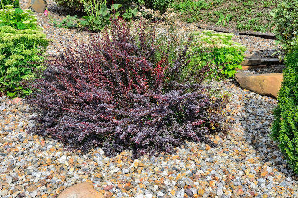 arbusto púrpura enano de berberis thunbergii atropurpurea, atropurpurea nana - agracejo rojo fotografías e imágenes de stock