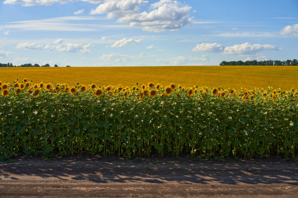 istock Sunflower agricultural field cloudy sky background 1266640006