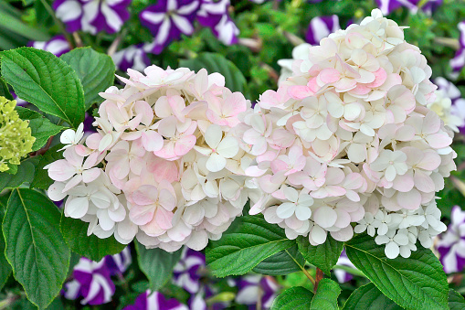 Delicate white-pink Hydrangea inflorescences in summer garden close up. Blossoming Hydrangea, beautiful gentle flowers - summer floral background. Flowering hortensia plant on blurred backdrop