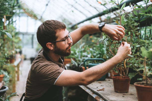 istock Young man gardener environmentalist caring for plants in greenhouse 1266640857