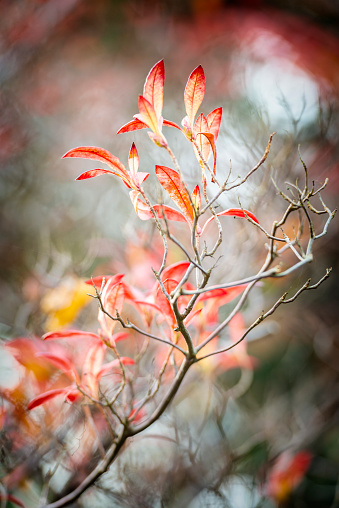 Branch with red leaves in autumn park.