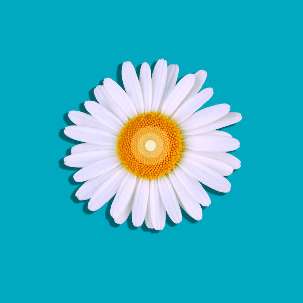 istock Isolated one camomile with shadow on top of a blue background. Floral design 1266641027