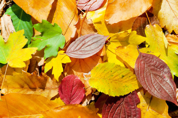 istock Multicolored maple autumn leaves. Background. 1266642124