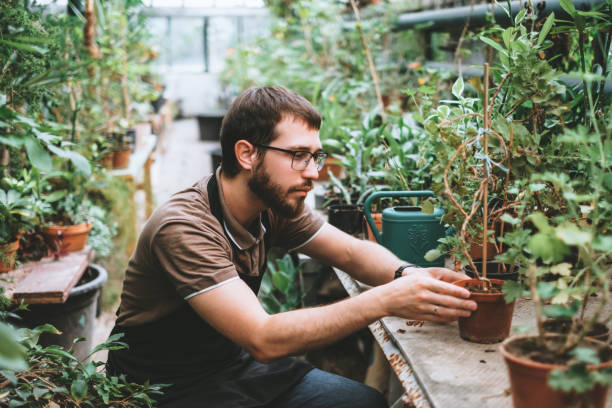 istock Young man gardener environmentalist caring for plants in greenhouse 1266642126