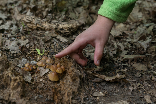 Child's finger points on poisonous toadstool mushrooms in dark bound leaves in forest. Danger of choosing wrong mushrooms and poisoning. Wild forest nature.