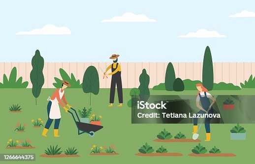 istock People gardening, woman and man farmers agricultural workers growing plants and flowers on lawn or backyard 1266644375