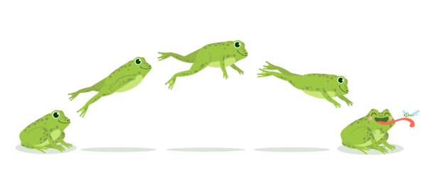 illustrazioni stock, clip art, cartoni animati e icone di tendenza di salto di rana. varie sequenze di animazione di salto rana, fotogrammi chiave di rospo verde, divertenti animali acquatici che cacciano insetti, set vettoriale dei cartoni animati - frog catching fly water