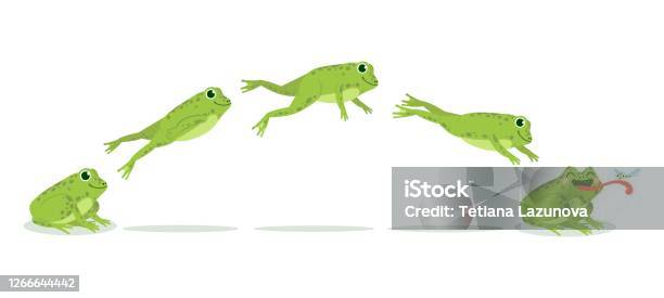 Frog Jump Various Frog Jumping Animation Sequence Jump Green Toad Keyframes Funny Water Animals Hunting Insects Cartoon Vector Set Stock Illustration - Download Image Now