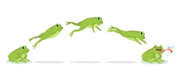 Vector illustration of Frog jump. Various frog jumping animation sequence, jump green toad keyframes, funny water animals hunting insects, cartoon vector set