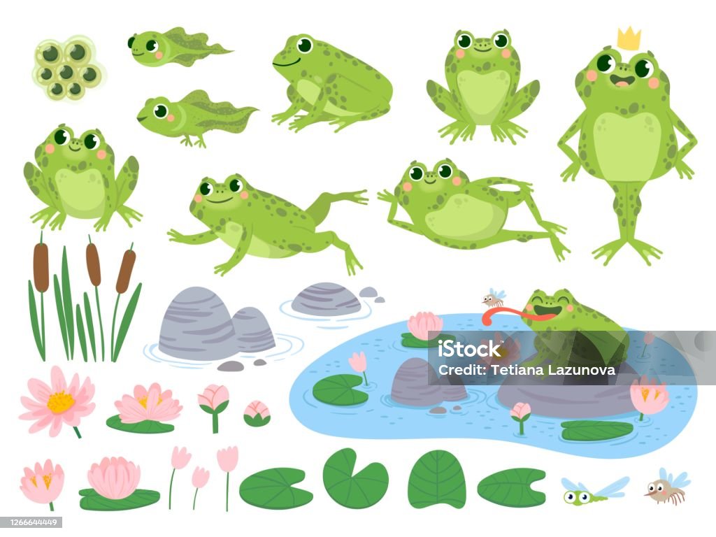 Ilustración de Ranas De Dibujos Animados Rana Linda Verde Masas De Huevo Renacuajo Y Rana Plantas Acuáticas Hoja De Lirio De Agua Sapos Salvaje Naturaleza Vida Vector Conjunto y más Vectores Libres Ilustración de Ranas De Dibujos Animados Rana Linda Verde Masas De Huevo Renacuajo Y Rana Plantas Acuáticas Hoja De Lirio De Agua Sapos Salvaje Naturaleza Vida Vector Conjunto y más Vectores Libres