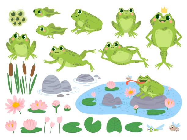 Cartoon frogs. Green cute frog, egg masses, tadpole and froglet. Aquatic plants water lily leaf, toads wild nature life vector set Cartoon frogs. Green cute frog, egg masses, tadpole and froglet. Aquatic plants water lily leaf, toads wild nature life vector set. Reed and flowers. Character on pond catching insect frog stock illustrations