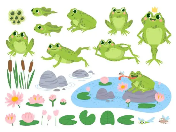 Vector illustration of Cartoon frogs. Green cute frog, egg masses, tadpole and froglet. Aquatic plants water lily leaf, toads wild nature life vector set