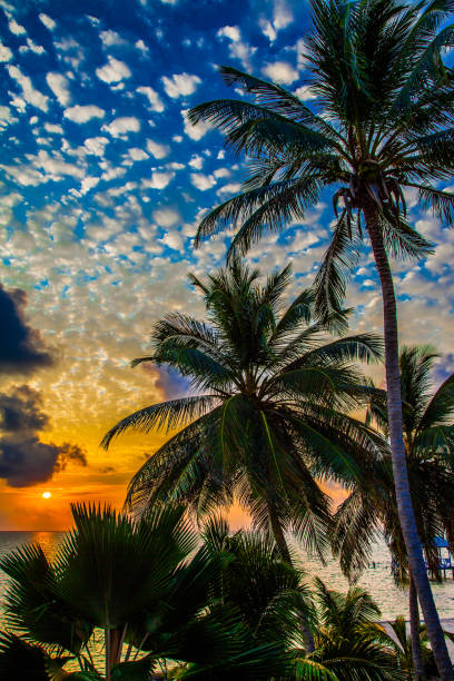 Palm trees on a tropical island in the Maldives at sunset.