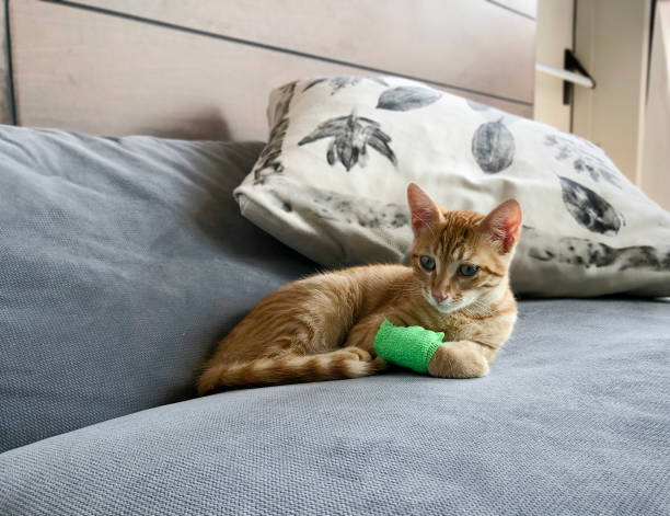 istock CUTE INJURED KITTEN WITH BANDAGE ON LYING DOWN 1266644751