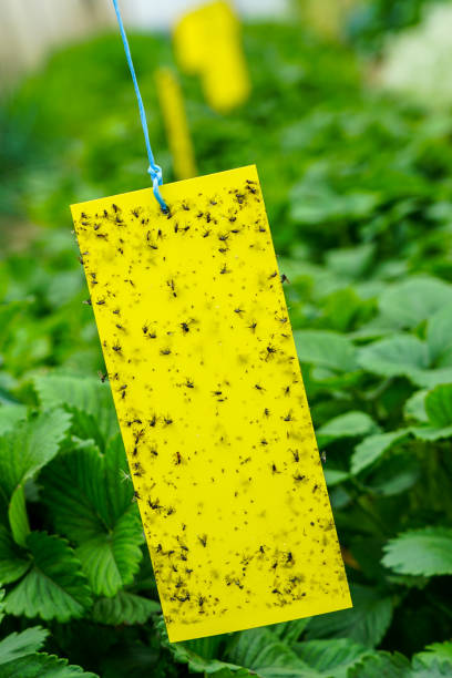 istock sticky plate for catching harmful insects in the greenhouse 1266645366