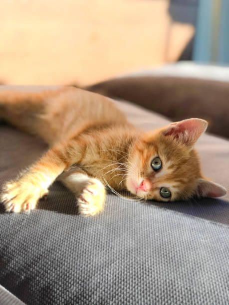 istock CUTE COZY TIRED KITTEN LYING DOWN 1266645434