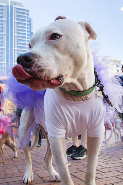 istock Cute pit bulldog in funny dress 1266645775