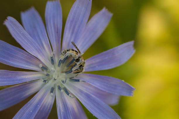 istock Robber fly covered by pollen in flower 1266646711