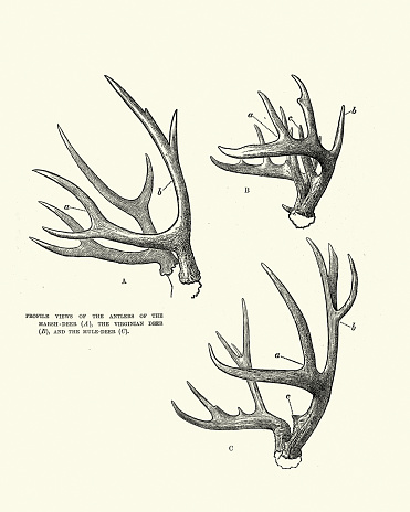 Vintage illustration Types of deer antler, Marsh, Virginian and Mule-deer