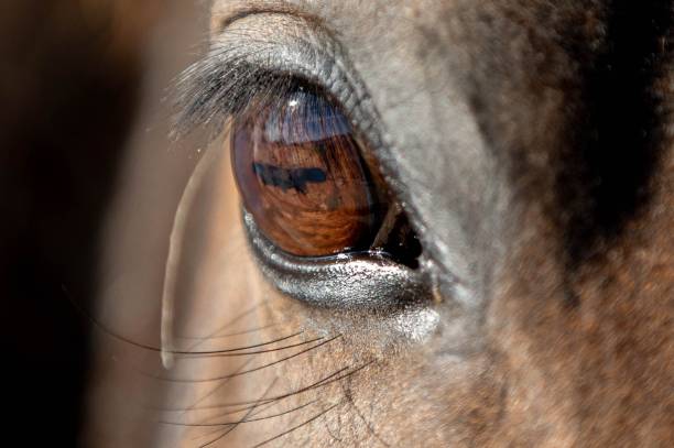 istock Horse eye close up 1266647925