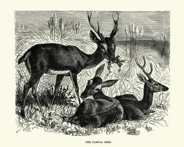 Pampas Deer Grasslands Of South America Stock Illustration - Download Image  Now - iStock