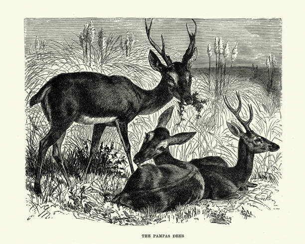 Pampas Deer Grasslands Of South America Stock Illustration - Download Image Now - iStock Pampas Deer Grasslands Of South America Stock Illustration - Download Image Now - iStock