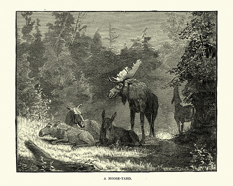 Vintage illustration of a Moose yard, a locality where moose, in winter, herd together in a forest to feed and for mutual protection.
