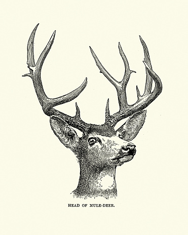 Vintage illustration Head and antlers of a mule deer (Odocoileus hemionus) a deer indigenous to western North America