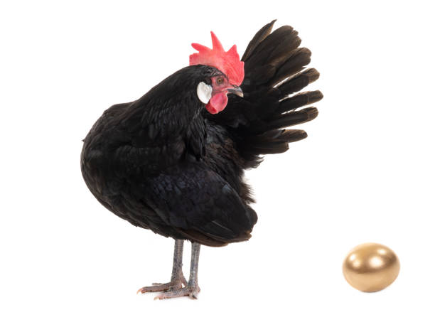 istock Chicken and golden egg isolated on a white 1266648520