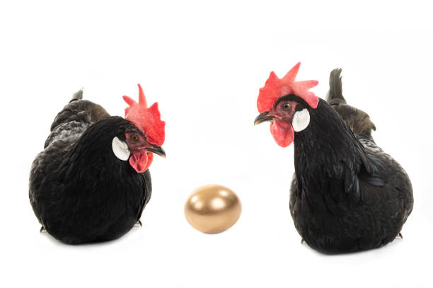 istock two Chicken and golden egg isolated on a white 1266648522