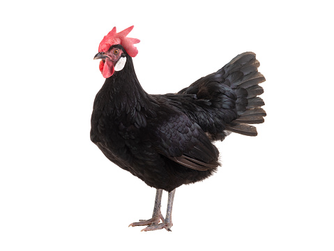 Black chicken isolated on a white background.