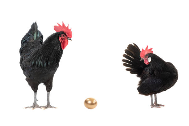 chicken and rooster look at a golden egg. isolated on white