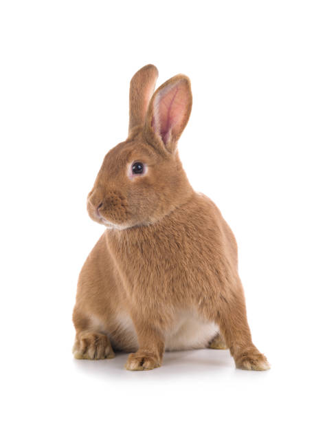 istock Orange bunny is isolated on a white 1266648569