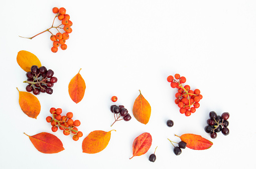 Multicolored autumn leaves and berries of black and red rowan berries on a white background with space for text. Poster, banner.