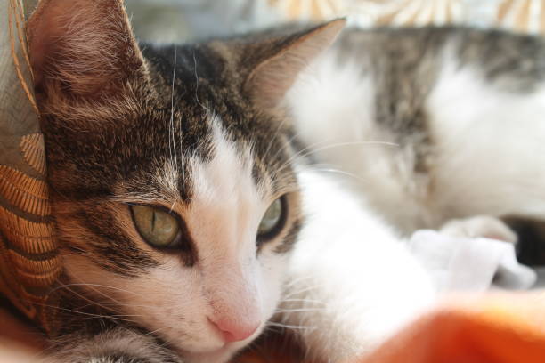 istock the cat lies on the curtain 1266650431