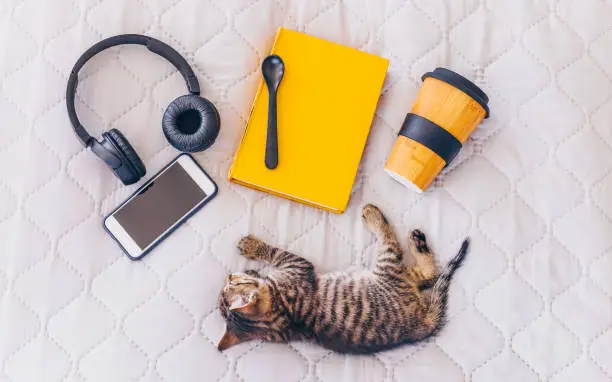 Photo of Top view picture of little tabby kitten, book, headphones, smartphone and bamboo reusable take away coffee cup lying on the bed. Everyday life concept.