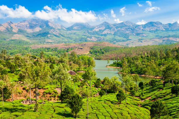 istock Tea plantation nature background landscape 1266651677