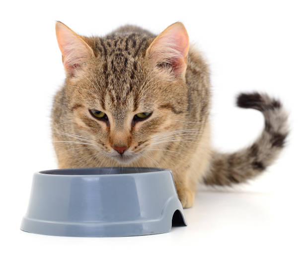 istock Cat eating dry food. 1266651770