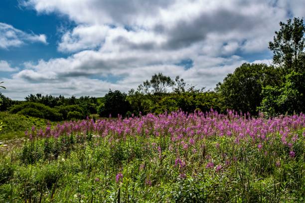 istock Edge Of The Forest Wildflowers. 1266651976