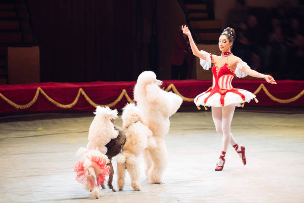 istock Dogs Performance in the Circus. Circus performance 1266652162