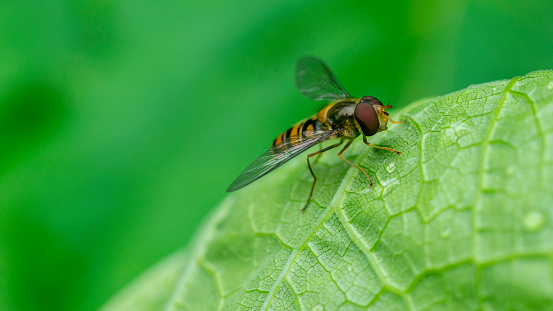 Close-up of a striped fly with burgundy eyes. Macro photo of a striped fly.Hoverfly, Flower Fly Or Syrphid Flies Macro Photo Of Insect Family Syrphidae