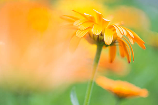istock Orange flower of calendula close-up on a green background, selective focus, blur effect.A versatile floral background for a variety of design purposes 1266652355