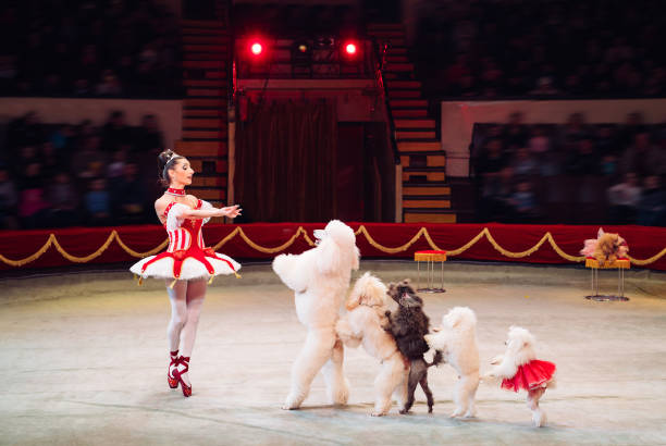 performance de cães no circo. apresentação circense - show dog - fotografias e filmes do acervo