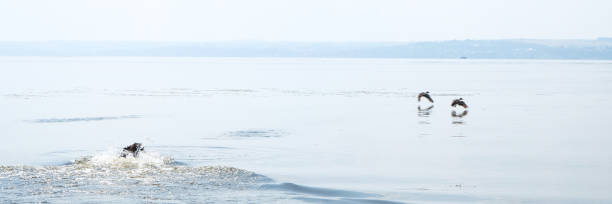 istock Dog hunting ducks in the river in summer day 1266653249